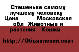 Стешенька самому лучшему человеку › Цена ­ 100 - Московская обл. Животные и растения » Кошки   